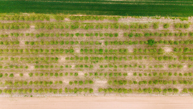 Aerial view of neat rows of fruit trees in an orchard bordered by green and brown agricultural fields Sabac, Vojvodina, Serbia.
