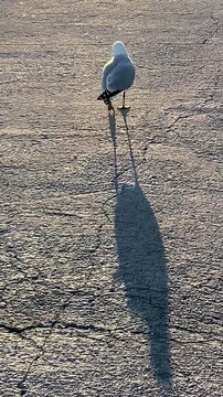 Vertical video. A Mediterranean gull walks along a concrete pier in search of food. The setting sun casts a long shadow. 0.9x speed. Mallorca, Spain.