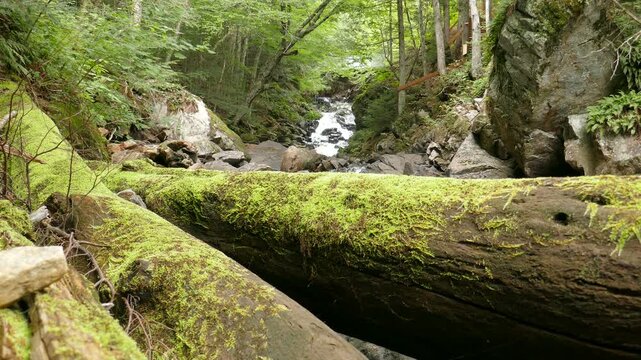 Mossy fallen trees at Iroquois Falls on a small river with rapids and a waterfalls along Sentier Iroquois, a hiking trail near Lac Simon in Duhamel, Quebec, Canada.