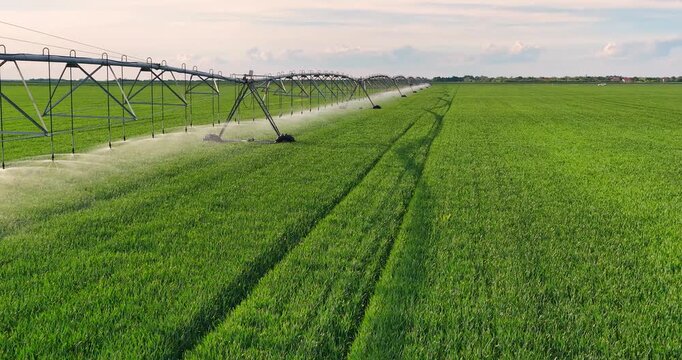 Aerial view drone shot of irrigation system watering agricultural wheat field helps to grow plants in the dry season, increases crop yields