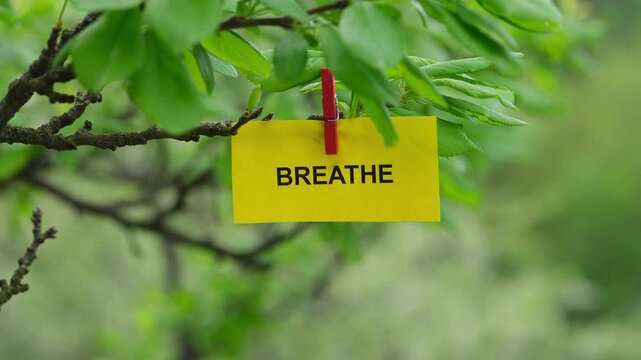 A yellow note with the word Breathe on it clipped to a green tree branch. Close up.