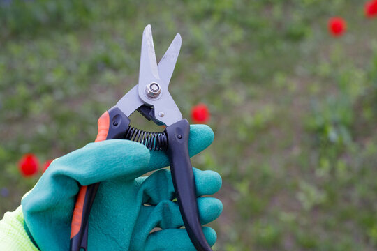 Hand in protective glove holding sharp metal garden pruners on a blurred green background with red tulips, professional horticulture shears