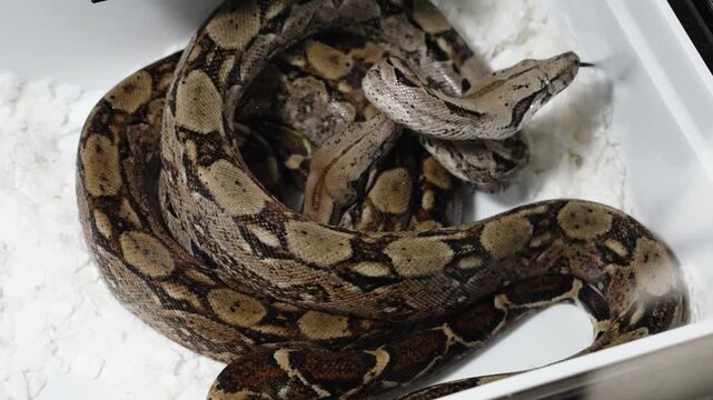 Coiling snake resting in plastic bin with textured scales and bedding