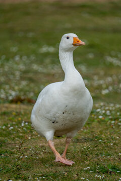 An Embden goose, a popular German breed of domestic goose known for its white feathers and orange beak.