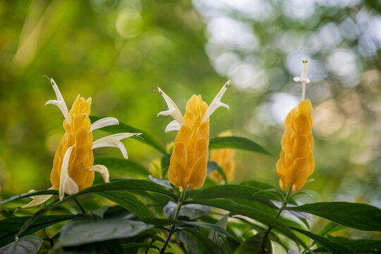 Three golden shrimp plants blooming with bright yellow bracts in a lush green garden