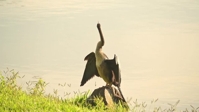 Biguatinga, a beautiful Biguatinga bird warming itself with its wings spread at sunrise in Brazil, 4k slow-motion video.