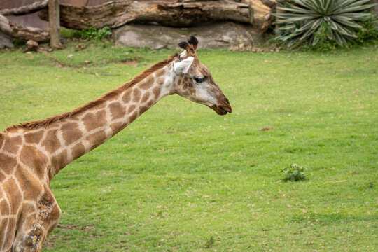 South African Giraffe