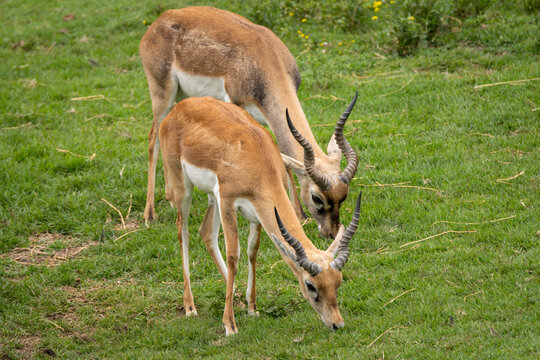 Blackbuck