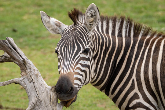 Plains Zebra