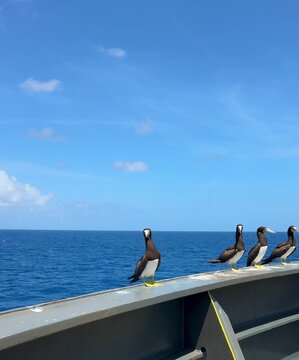 Cinematic wildlife video showing brown booby seabirds taking off from a ship railing above the open ocean. Natural bird movement, flapping wings, blue sea, and tropical maritime atmosphere