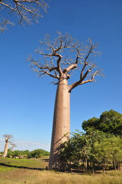 Giant baobab tree low angle view against blue sky in Morondava Madagascar