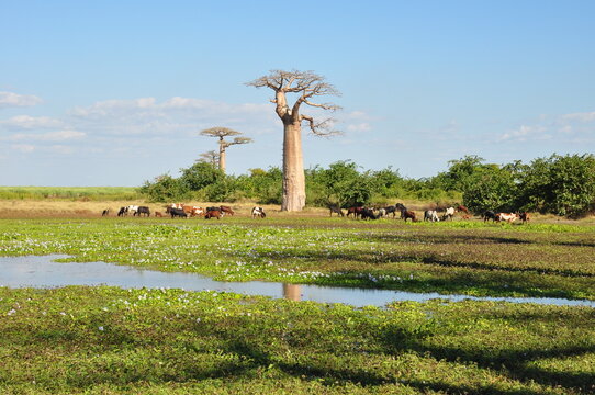 Baobab tree with zebu cattle grazing in flowering wetland near Morondava Madagascar
