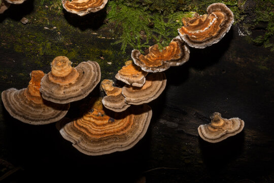 Tronco de &aacute;rvore escuro com cogumelos