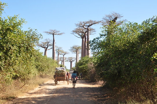 Local people with ox cart walking toward baobab trees in Madagascar