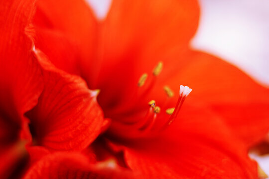 Red amaryllis stamens with yellow pollen close-up on white background.