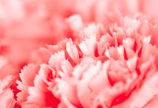 Pink carnation petals with fringed edges close-up.