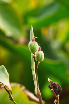 Indian shot, African arrowroot, edible canna, purple arrowroot, or Sierra Leone arrowroot buds (Canna indica)