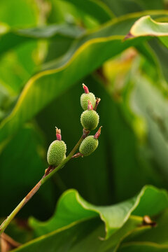 Indian shot, African arrowroot, edible canna, purple arrowroot, or Sierra Leone arrowroot buds (Canna indica)