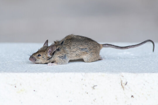 A mammalian pest in the home carries hantavirus infections. A small brown mouse rodent runs across a white surface indoors