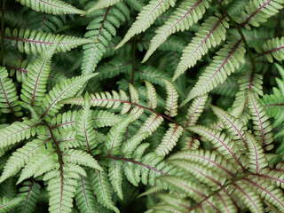 A close-up view of a Japanese painted fern with green fronds featuring burgundy stems. The intricate patterns of the delicate leaves fill the frame. © Robert