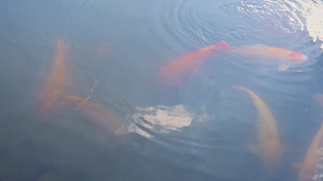 Serene pond environment featuring koi fish swimming below a reflective water surface.