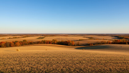 Fototapeta premium Golden Harvest Fields Under Clear Blue Sky