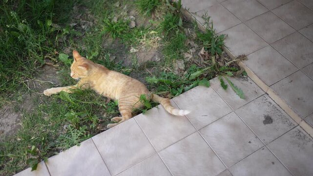 Two playful cats fighting and tumbling in the garden grass
