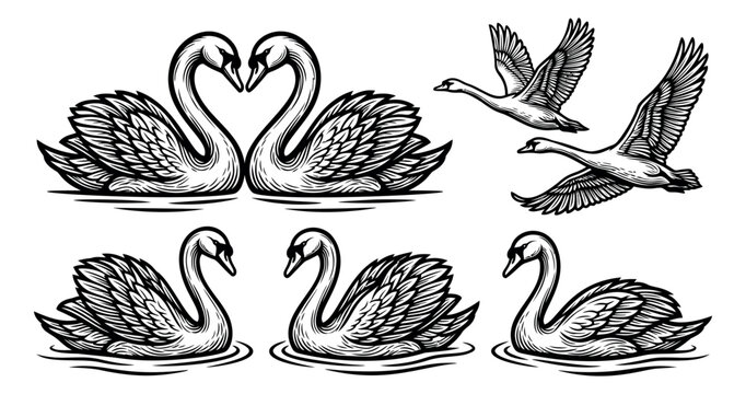 Engraving icon set of 6 elegant swans featuring swimming pairs, flying birds and romantic heart pose for nature and wedding design