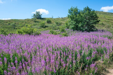 Fototapeta premium Belasitsa Mountain around Kongur peak, Bulgaria