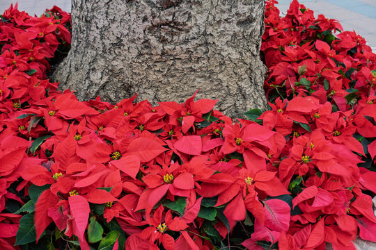Weihnachtssterne (Euphorbia Pulcherrima), Andalusien