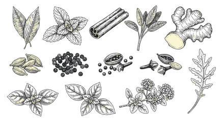 Herbs and Spices Collection: Hand-Drawn Botanical Illustrations © happy