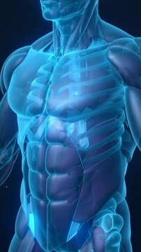 Vertical video: Rotating camera showing 3D torso ribs, abs, lit hip marks in studio for teaching