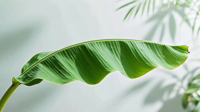 Fresh green banana leaf against soft wall