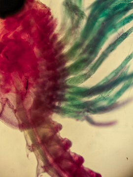Lobster Mysis Larva Compound Eye Appendages Microscopy Stai