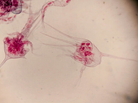 Crab Zoea Larvae Multiple Stages Microscopy Stained Sl