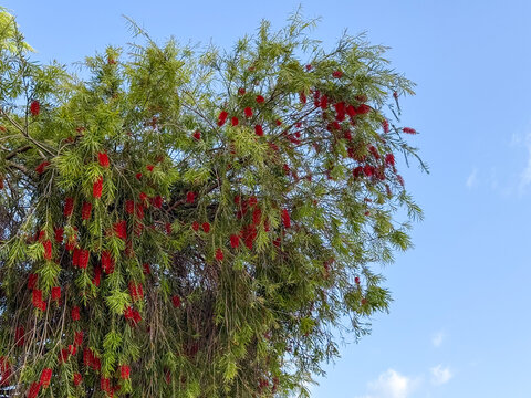 red bottlebrush tree blooming, blue sky, sunny day, concept of gardening, nature, banner
