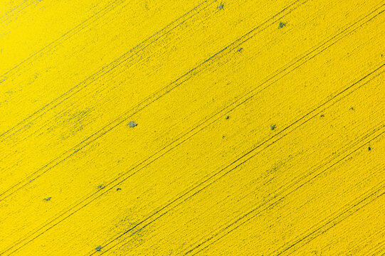 Aerial view of vibrant yellow rapeseed field with diagonal tractor tracks and small green patches under bright sunlight Ploiesti, Prahova, Romania.