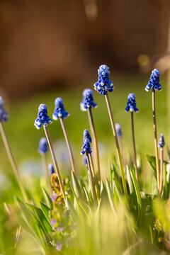 Muscari flowers, Grape Hyacinths spring flowers blooming in april and may