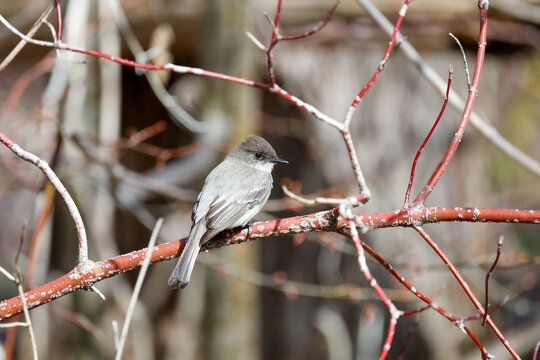 Moucherolle ph&eacute;bi dans le bois au printemps, Qu&eacute;bec, Canada	