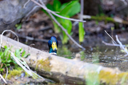 canard colvert dans un &eacute;tang au printemps, Qu&eacute;bec, Canada