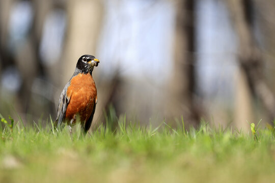 Merle d'am&eacute;rique, (Turdus migratorius), Qu&eacute;bec, Canada	