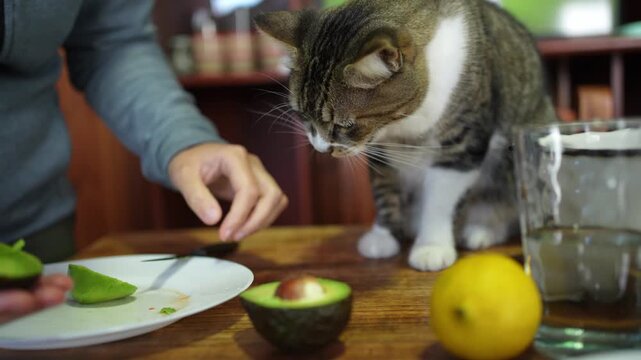Curious tabby cat smelling avocado from owner's hand
