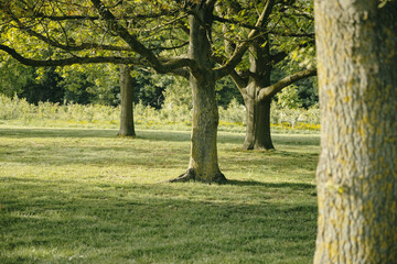 Obraz premium Beautiful peaceful landscape of a meadow with trees in a park.