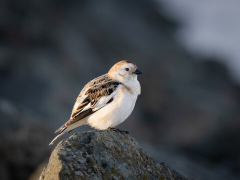 Icelandic snow bunting (Plectrophenax nivalis insulae) standing on a rock
