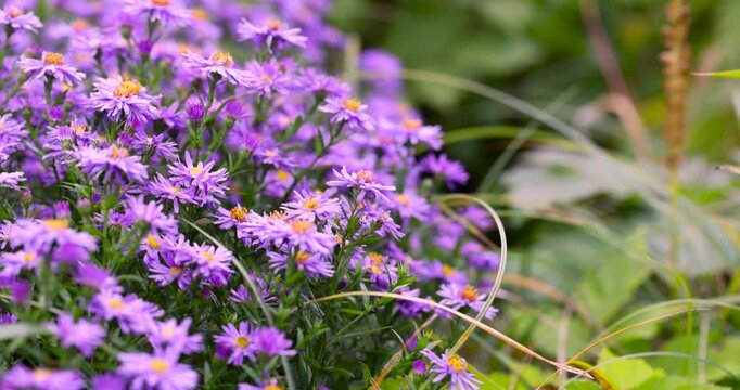 Light purple asters with moisture, these asters with water droplets have contrasting yellow cores and are located under natural daylight.