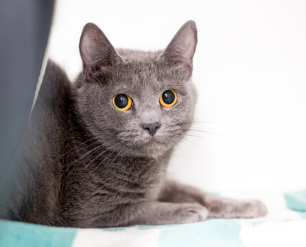 A nervous tabby cat with dilated pupils