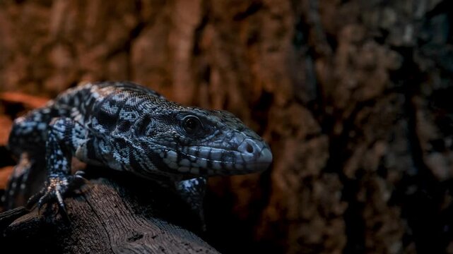 Tegu lizard flicking its tongue and moving toward the camera.