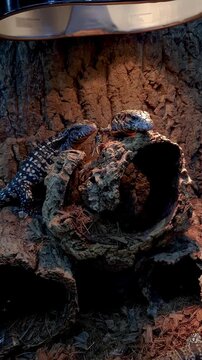 Tegu lizards on the trunk being warmed by the lamp_vertical.