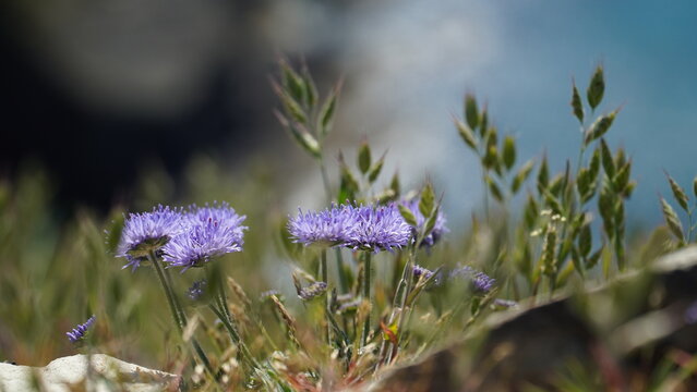 Jasione montana blooming in the wild nature