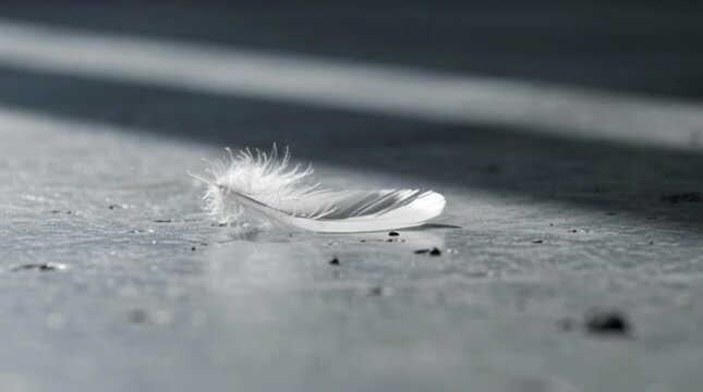 White feather falling slowly onto a dark textured surface in cinematic slow motion captured with high quality lighting creating a soft graceful movement sequence for creative and artistic video projec